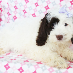 Cockapoo Puppy Kayla