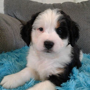Bernedoodle Puppy Dawson