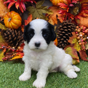 Shichon Puppy Naomi