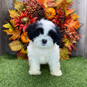 Shichon Puppy Naomi