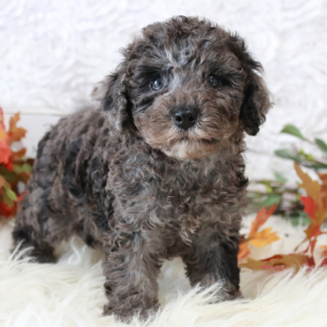 Cavapoo Puppy Brittany