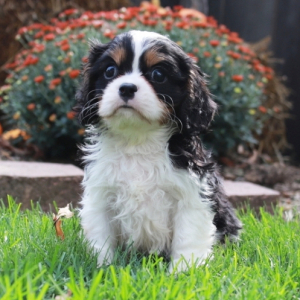 Cavalier King Charles Spaniel Puppy Wyatt