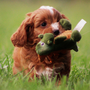 Cavapoo Puppy Tom