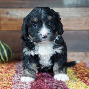 Bernedoodle Puppy Phebe