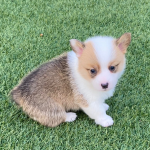 Pembroke Welsh Corgi Puppy Abby