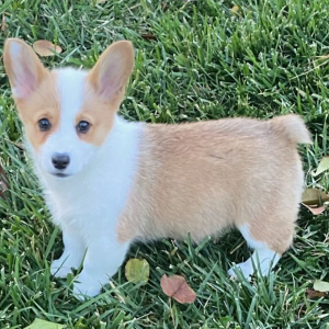 Pembroke Welsh Corgi Puppy Abby