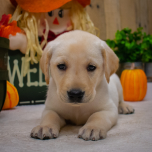 Labrador Retriever Puppy Gabe