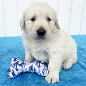 Golden Retriever Puppy Ryder