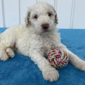 Poodle Puppy Sarah