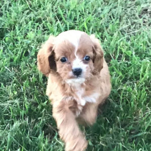 Cavapoo Puppy Elroy