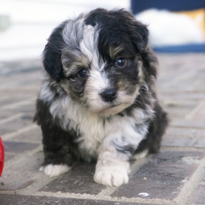 Aussiedoodle Puppy Mavrick