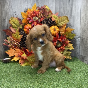 Cavalier King Charles Spaniel Puppy Dakota