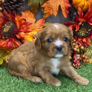 Cavalier King Charles Spaniel Puppy Dakota