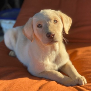 Labrador Retriever Puppy Carli