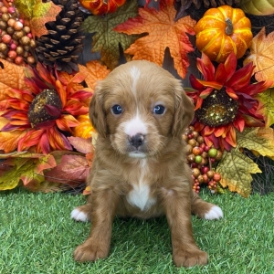 Cavapoo Puppy Becca