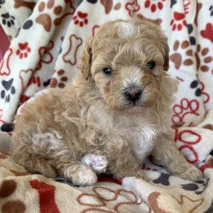 Maltipoo Puppy Eleanor