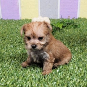 Morkie Puppy Nova