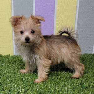 Morkie Puppy Nova