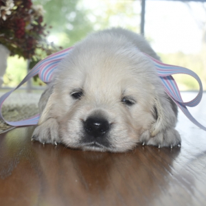 Golden Retriever Puppy Paris