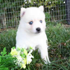 Pomsky Puppy Melody