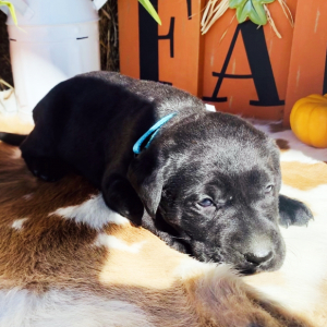 Labrador Retriever Puppy Kodiak