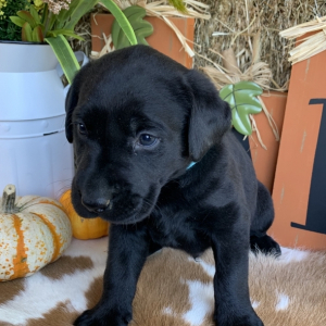 Labrador Retriever Puppy Kodiak