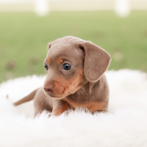 Dachshund Puppy Callie