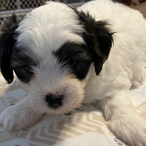 Coton de Tulear Puppy Duke