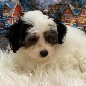 Coton de Tulear Puppy Duke