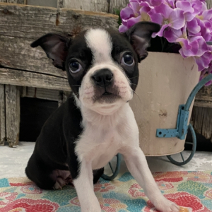 Boston Terrier Puppy Bianca