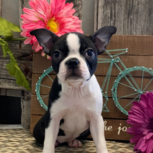 Boston Terrier Puppy Bianca