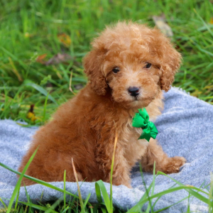 Poodle Puppy Finn