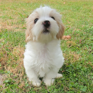Maltipoo Puppy Crissy