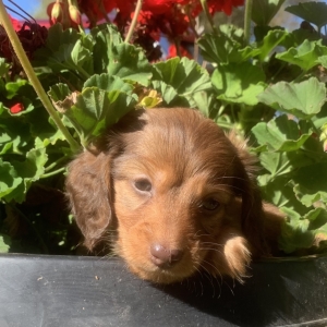 Dachshund Puppy Genevieve