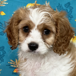 Cavapoo Puppy Tucker