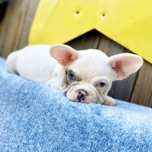 French Bulldog Puppy Chief