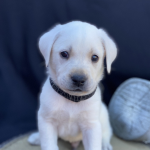 Labrador Retriever Puppy Gunny