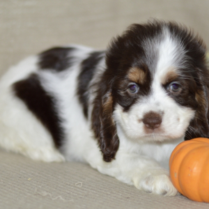Cocker Spaniel Puppy Carly