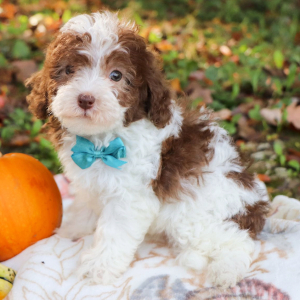 Poodle Puppy Chase
