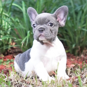 French Bulldog Puppy Princessa