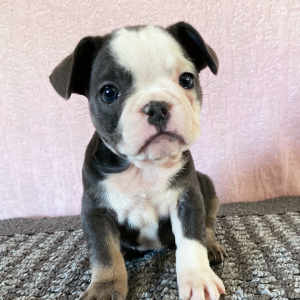 French Bulldog Puppy Remi