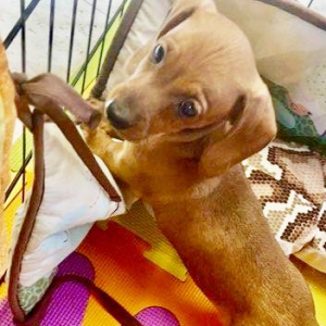 Dachshund Puppy Elyn