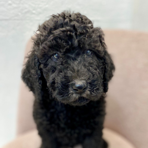 Labradoodle Puppy Keaton