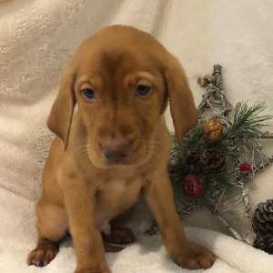 Labrador Retriever Puppy Buster