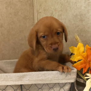 Labrador Retriever Puppy Abby