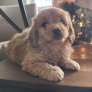 Goldendoodle Puppy Finnley