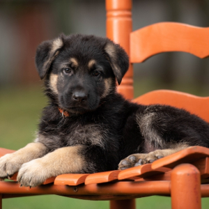 German Shepherd Dog Puppy Cooper