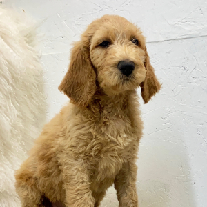 Labradoodle Puppy Briggs
