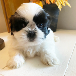 Shih Tzu Puppy Sam
