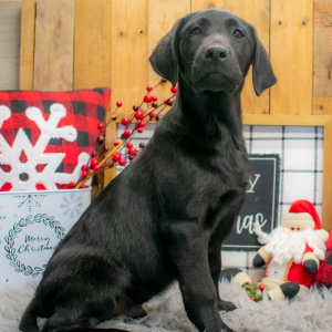 Labrador Retriever Puppy Cooper